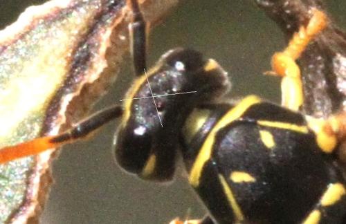 Polistes dominula